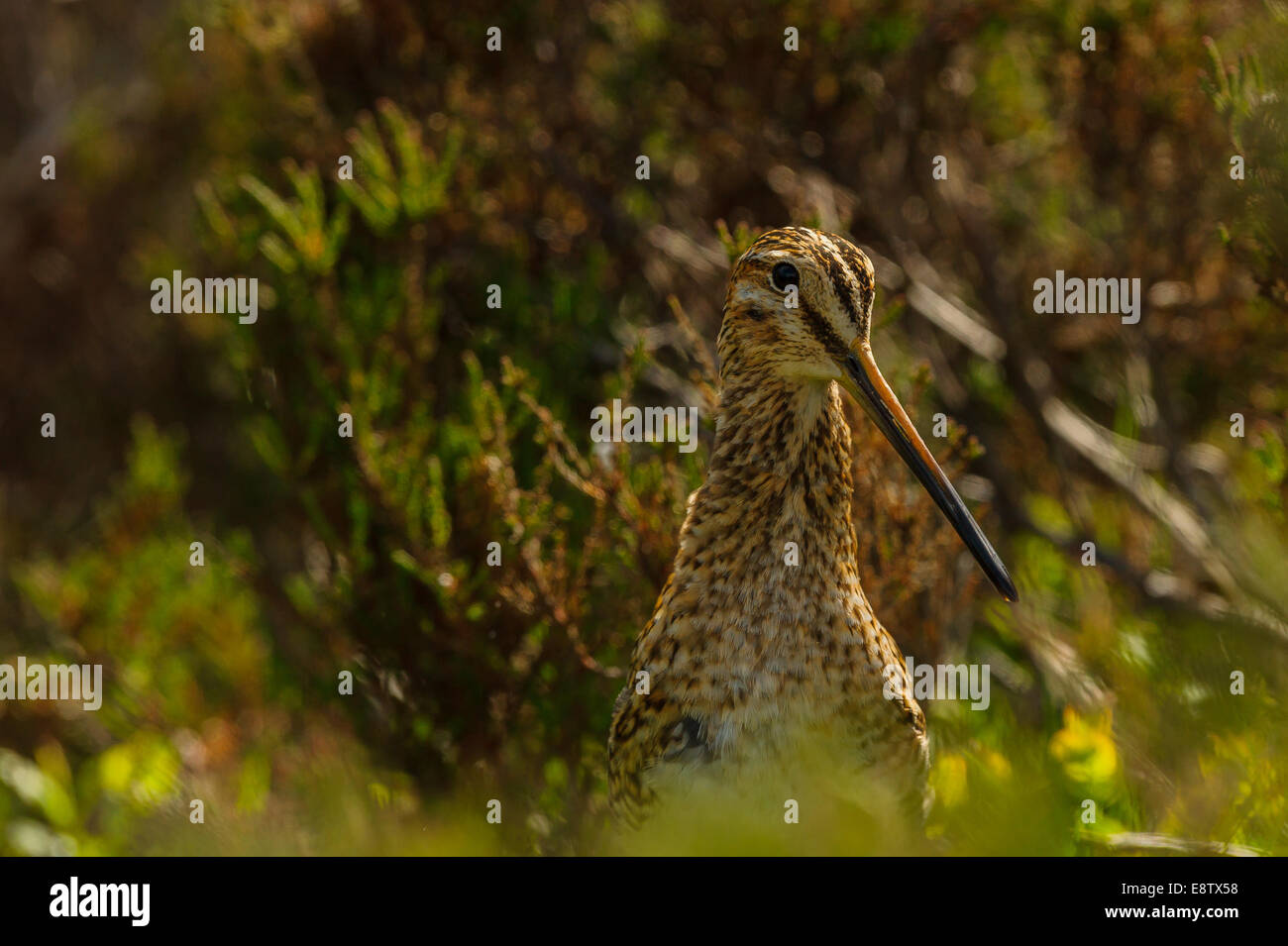 Un mimetizzata beccaccino affiora la sua testa fuori di vegetazione sulla North York Moors, UK. Unico lone da soli Foto Stock