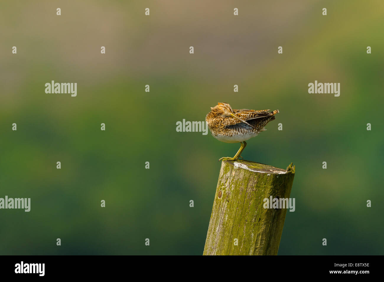 Un beccaccino preens la sua ala piume su un palo di legno sulla North York Moors. Paesaggio orizzontale formato con spazio di copia Foto Stock