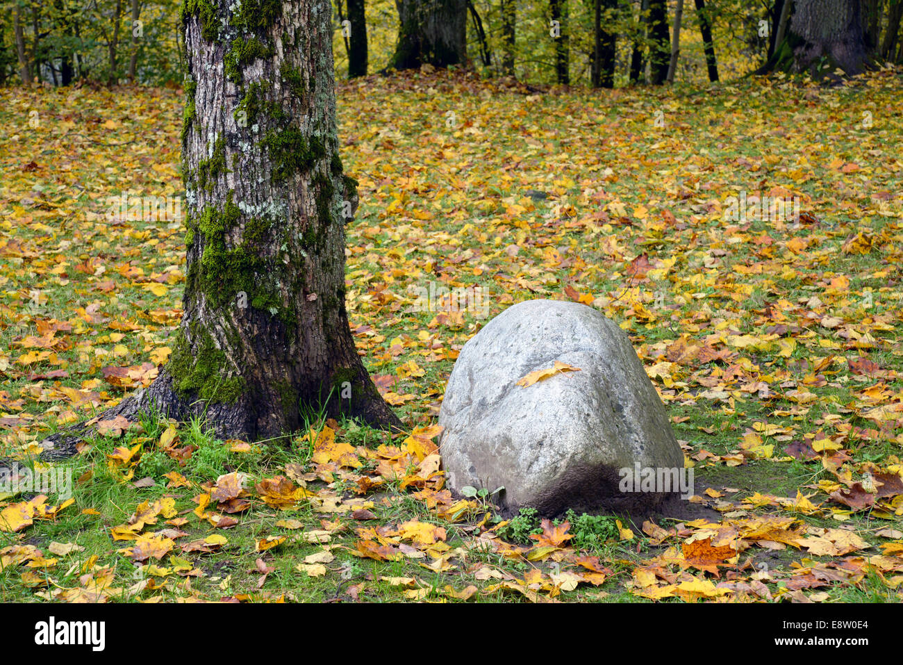 Boulder e un albero della foresta Foto Stock