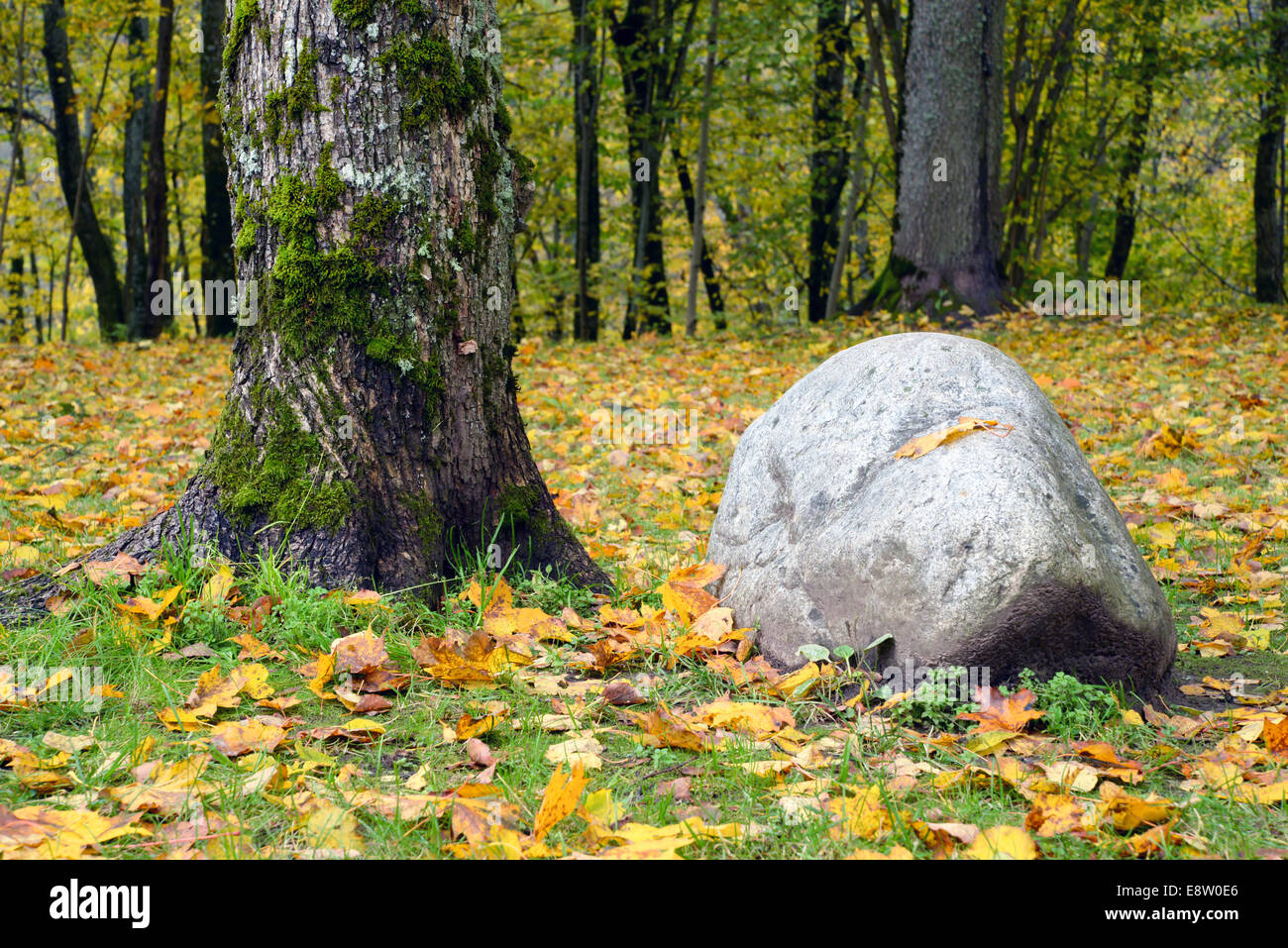 Boulder e un albero della foresta Foto Stock