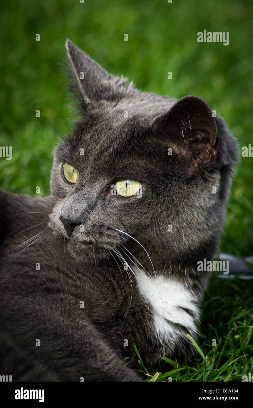 Korat Cat ritratto Foto Stock