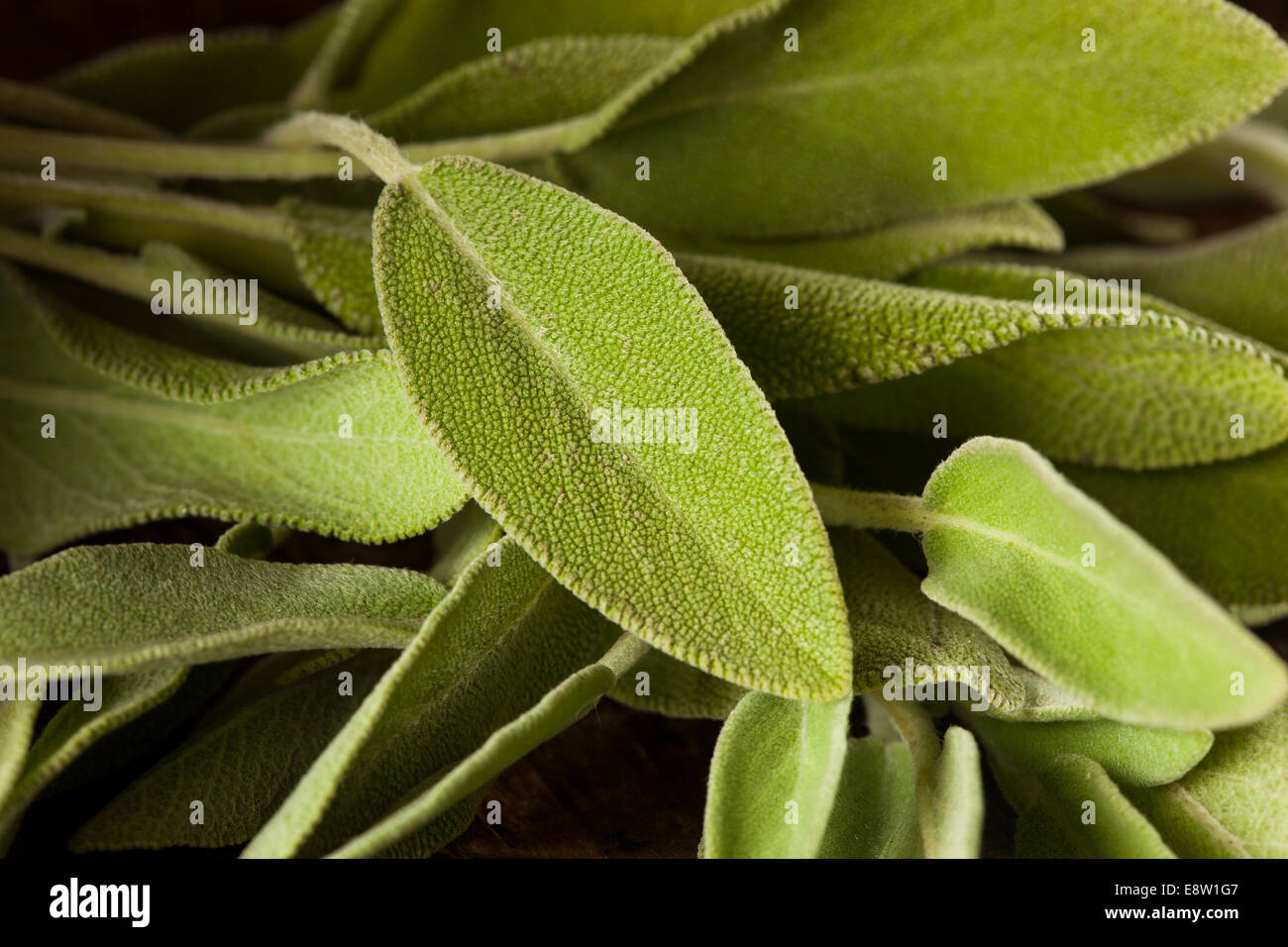 Materie organiche verde salvia su uno sfondo Foto Stock