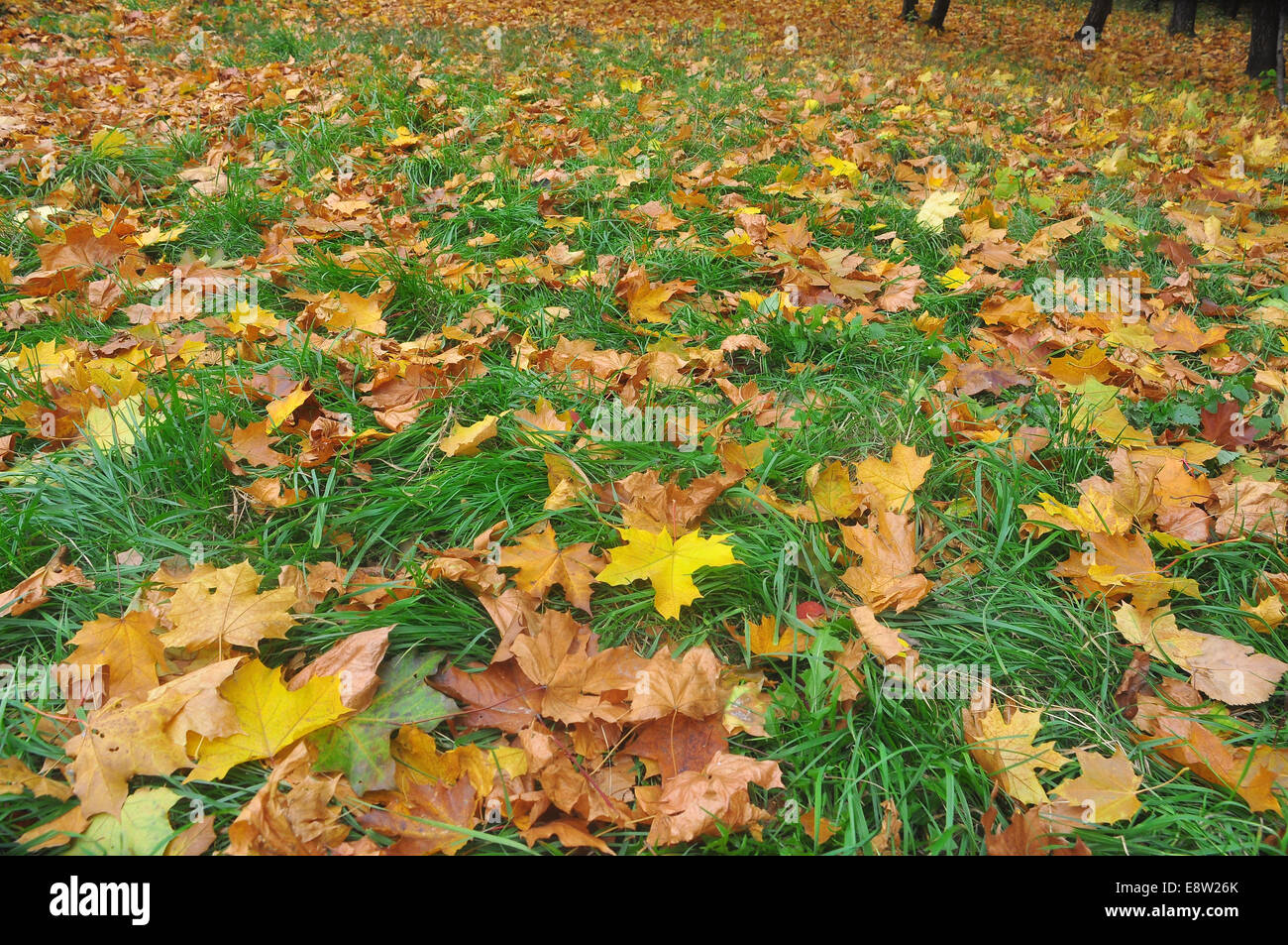 Caduto Foglie di autunno. Un tappeto di foglie colorate in ottobre, sdraiati sull'erba. Foto Stock