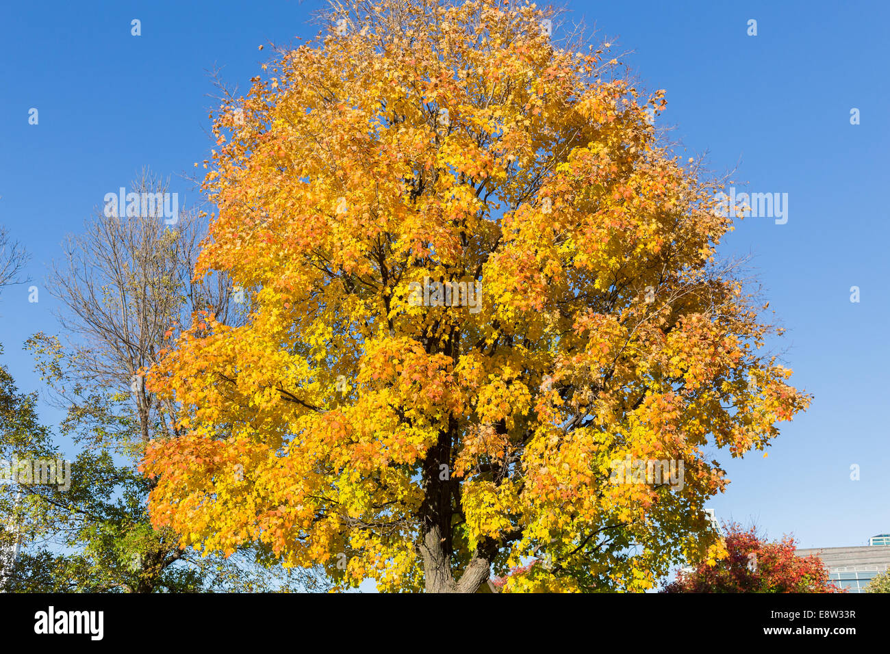 Giallo acero in autunno Foto Stock