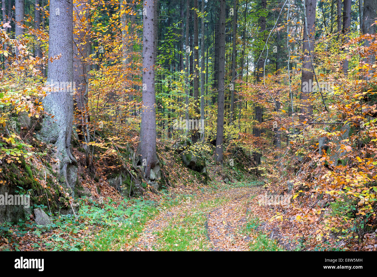 Percorso in Europa settentrionale della foresta di autunno Foto Stock