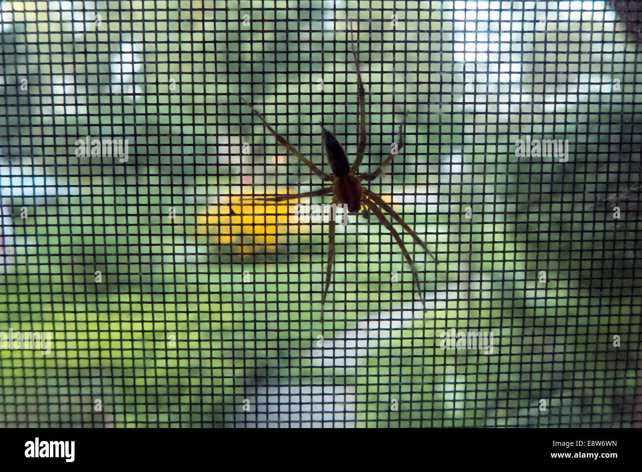 Enorme ragno sul bug schermo. Foto Stock