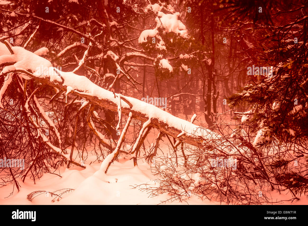 Fantastico Natale inverno misteriosi boschi innevati. Drammatica caduta vecchio albero. Collage creativi. La Russia Foto Stock