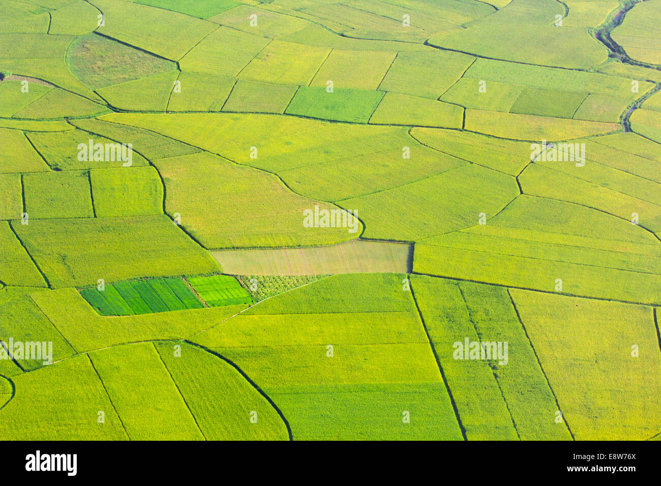 Campo di riso la crescita in Bac figlio, Vietnam. Foto Stock