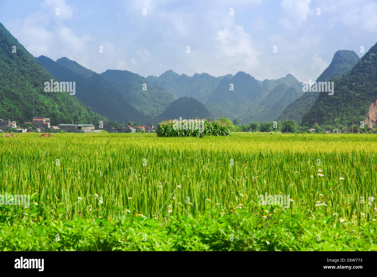 Campo di riso nella valle intorno con la montagna in Bac figlio, Vietnam. Foto Stock