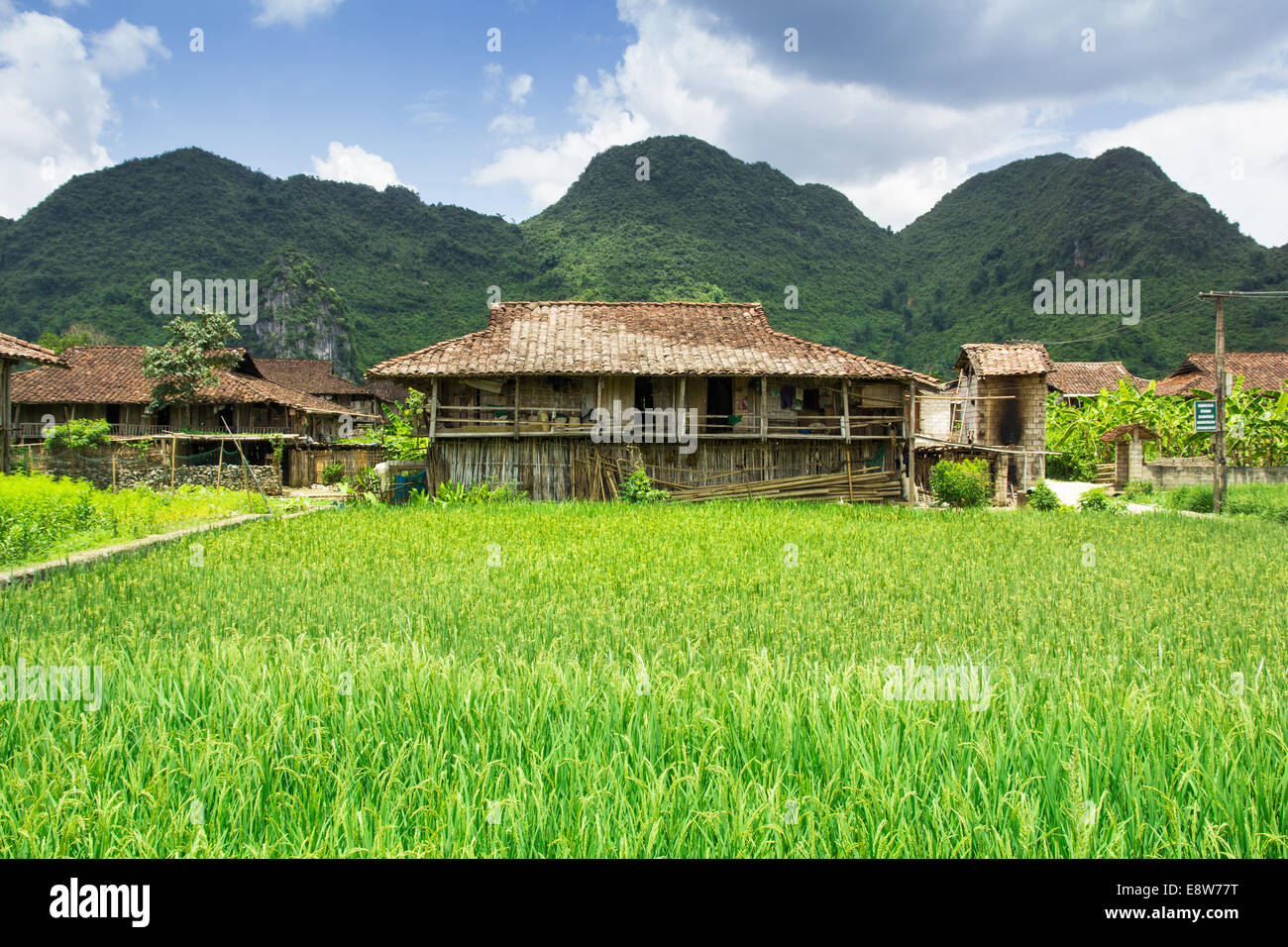 Campo di riso la crescita attorno a casa in Bac figlio, Vietnam Foto Stock