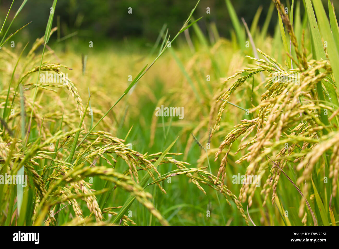 Campo di riso solo natura luce giorno nessuno Foto Stock
