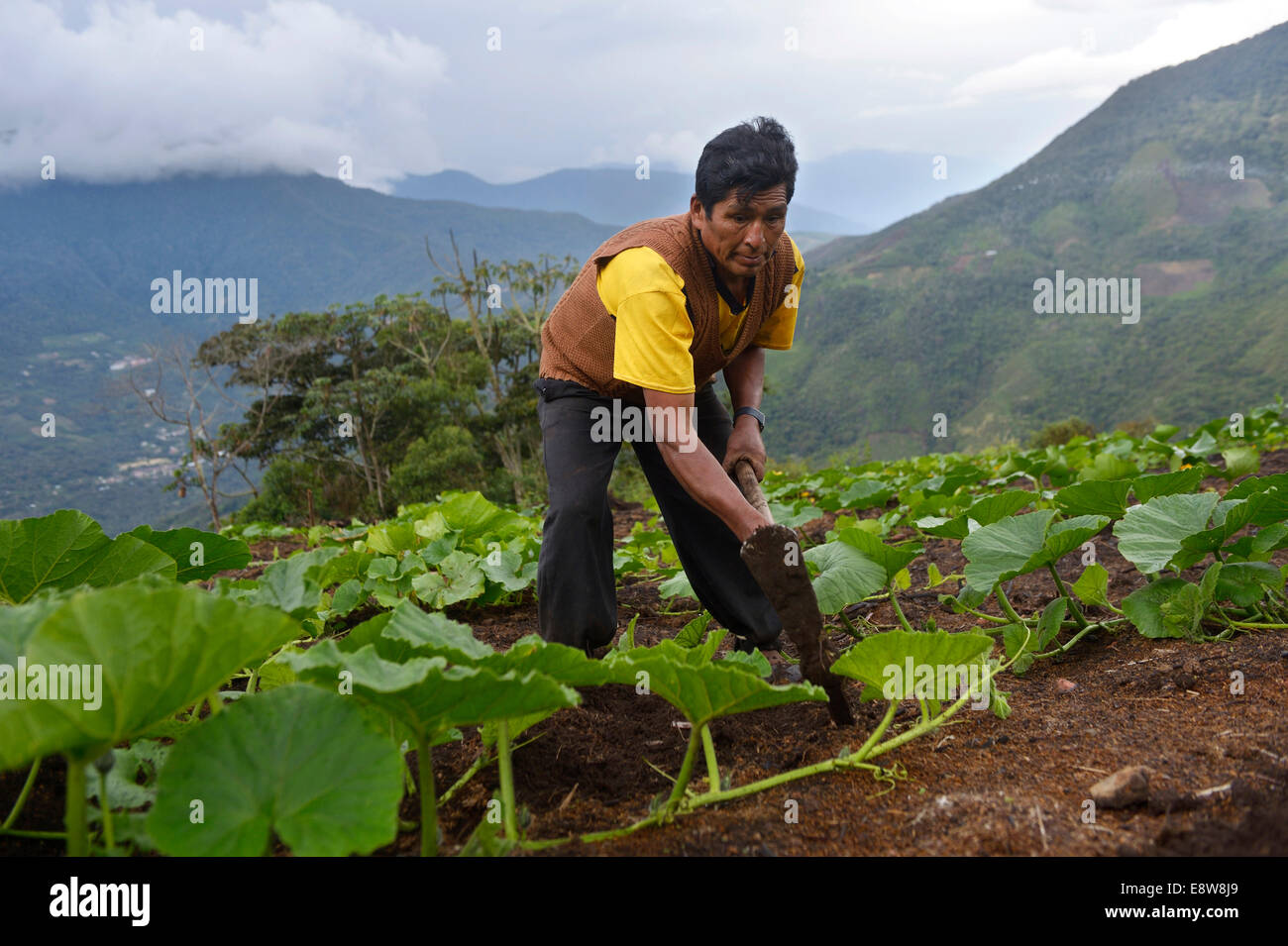 Agricoltore lavora con una zappa su un campo di zucca, Carmen Pampa, Yungas, Departamento La Paz in Bolivia Foto Stock