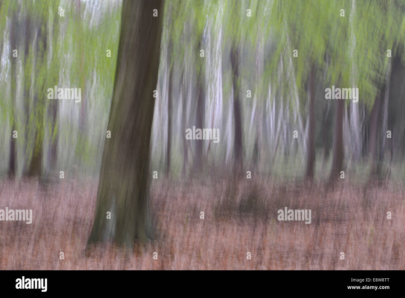 Foresta, astratta, Sassonia, Germania Foto Stock