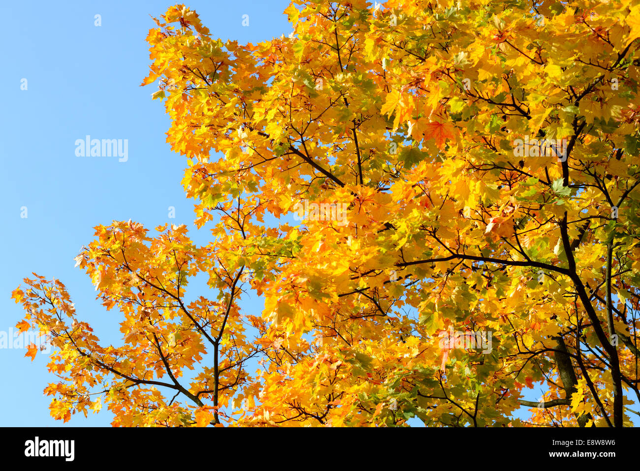 Bellissimi colori d'autunno foglie sul cielo blu Foto Stock