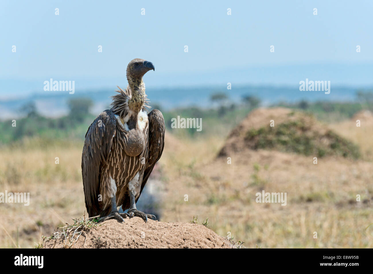 Rüppell's Vulture (Gyps rueppellii), il Masai Mara, Kenya Foto Stock