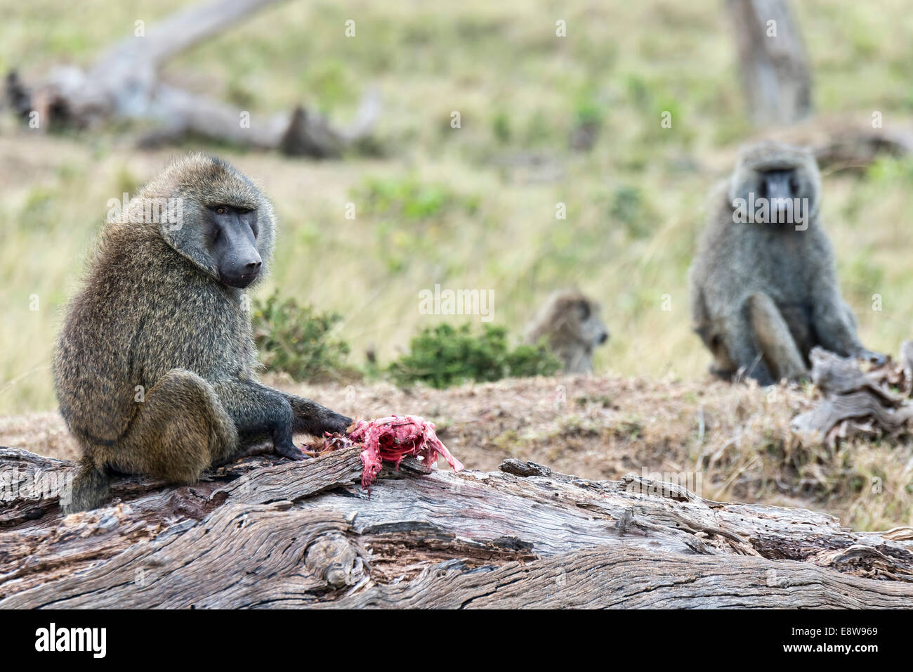 I babbuini oliva o Anubis babbuini (papio anubis) alimentazione su una gazzella, il Masai Mara riserva nazionale Serengeti Foto Stock