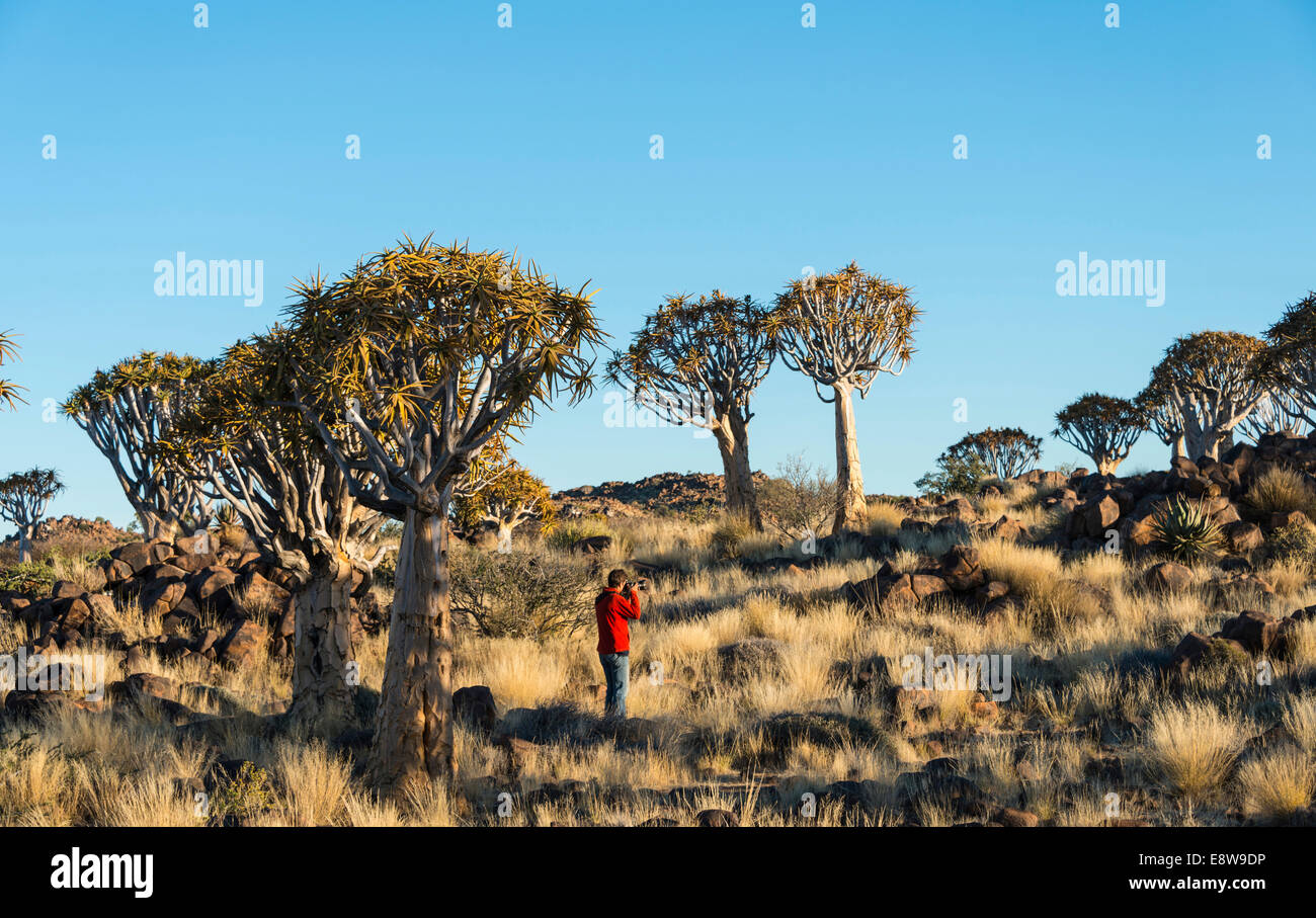 Donna di scattare le foto di alberi faretra, Karas Regione, Namibia Foto Stock