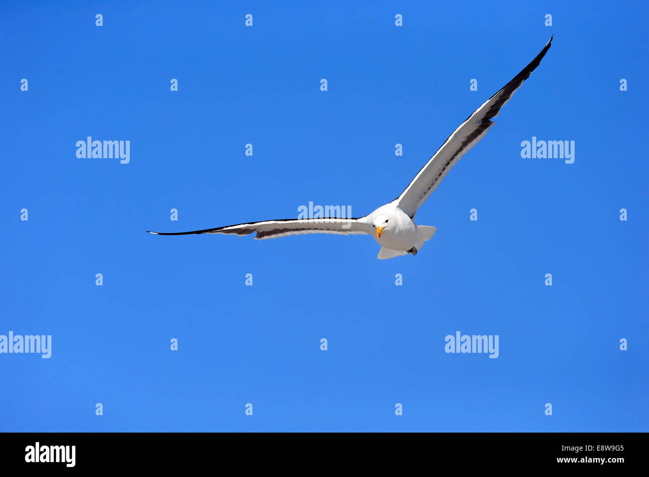 Gabbiano Kelp (Larus dominicanus), Adulto, volare, Betty's Bay, Western Cape, Sud Africa Foto Stock