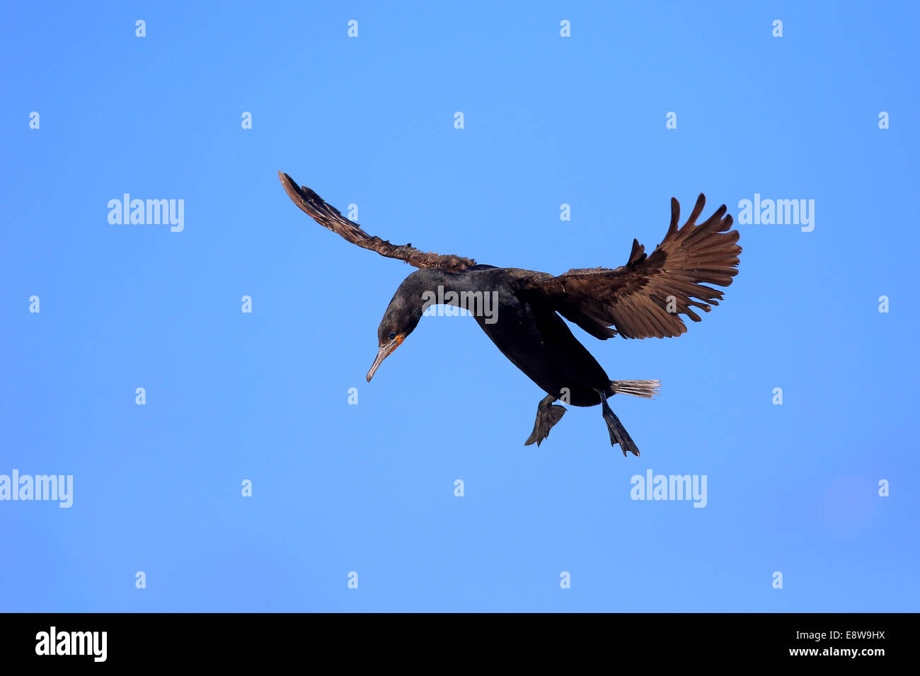 Cape cormorano o Cape Shag (Phalacrocorax capensis), Adulto battenti, sbarco, Betty's Bay, Western Cape, Sud Africa Foto Stock