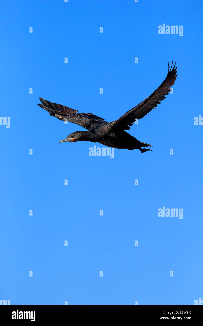 Cape cormorano o Cape Shag (Phalacrocorax capensis), Adulto battenti, Betty's Bay, Western Cape, Sud Africa Foto Stock