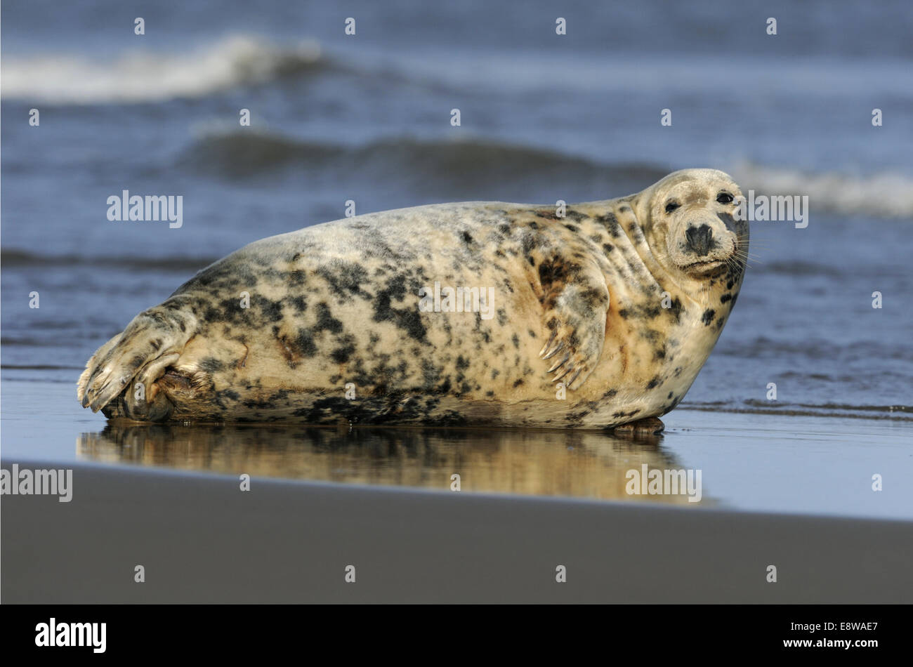 Guarnizione grigio - Halichoerus grypus Foto Stock