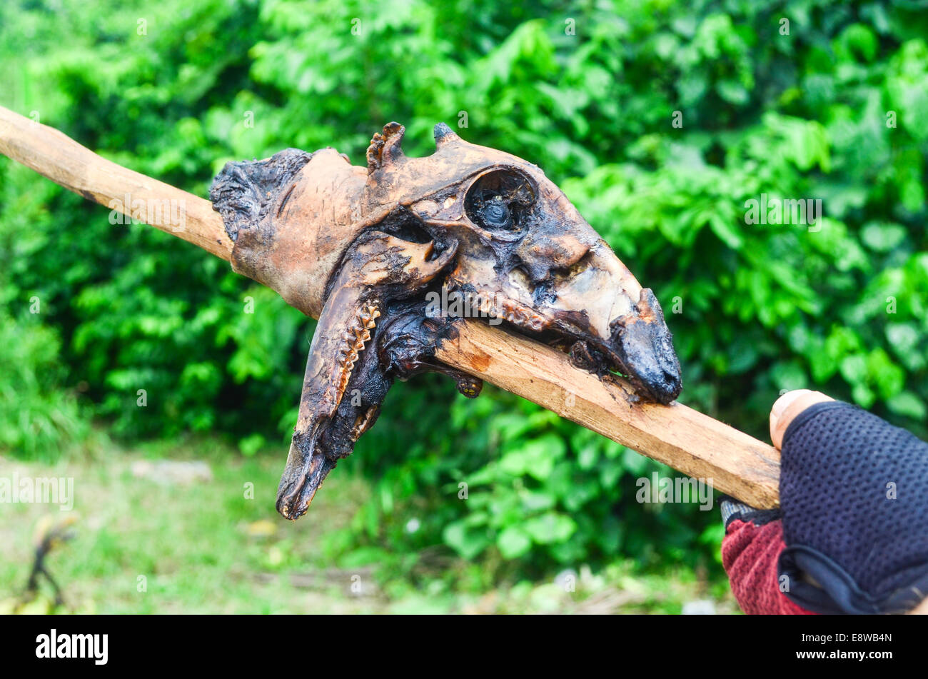 Nigeriani la vendita di carne di bush (perlopiù porcupine) sul lato strada nel Cross River State, Nigeria Foto Stock