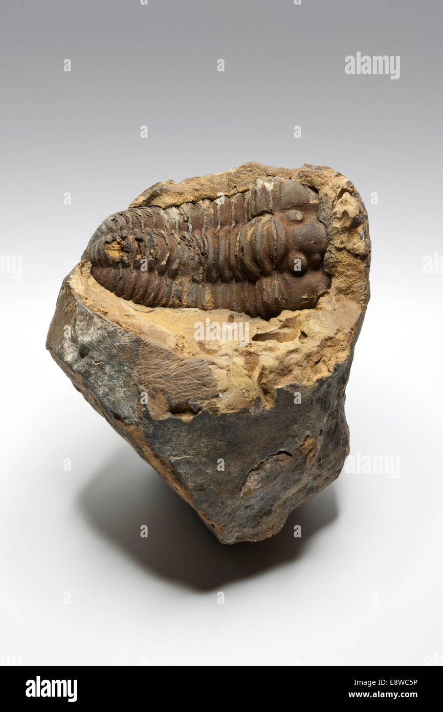 Unico fossile trilobata dal Marocco contro un semplice sfondo grigio chiaro Foto Stock