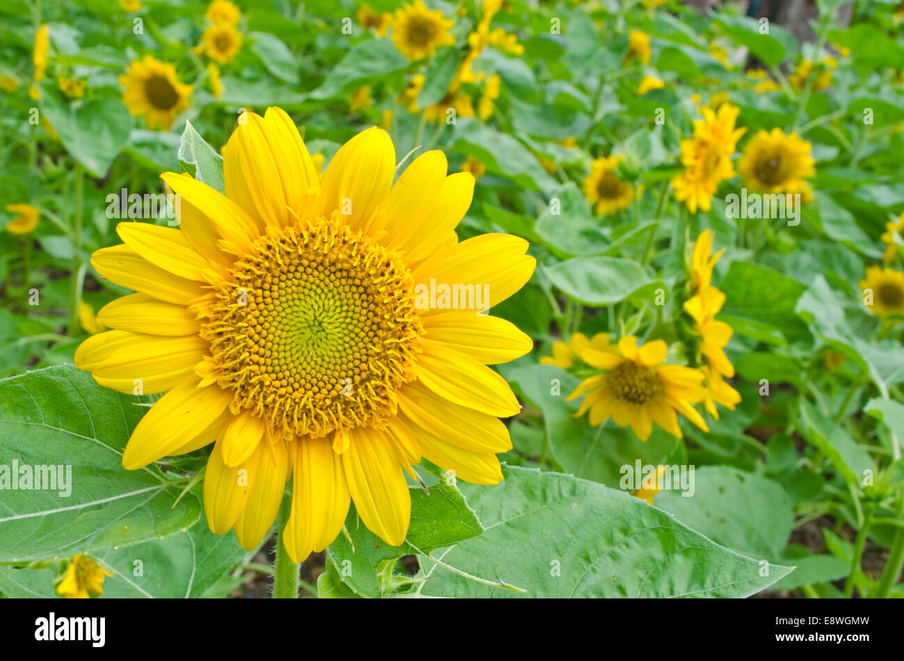 Il Sun Flowers in background in Thailandia Foto Stock