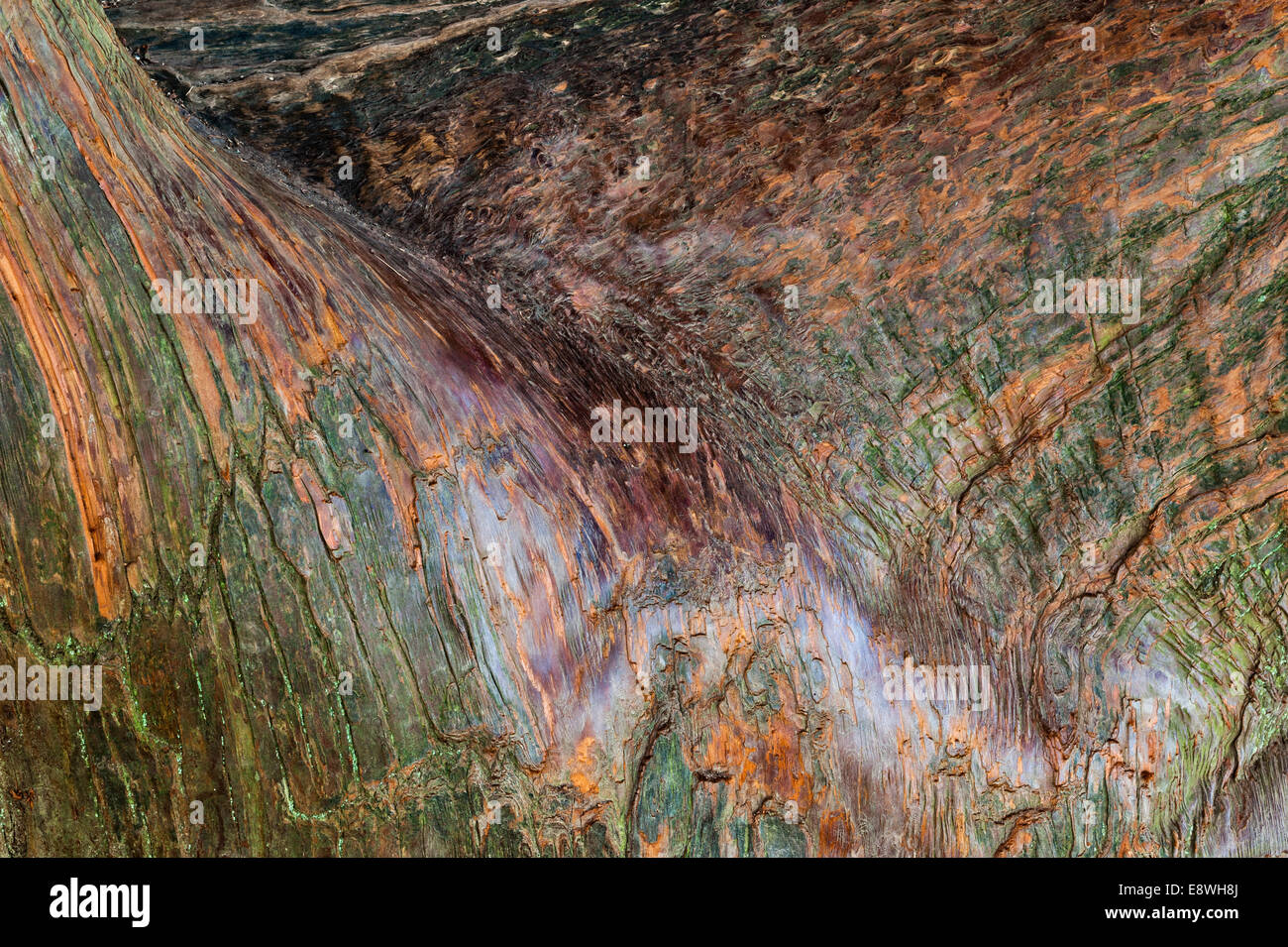 La corteccia di un vecchio cedro giapponese (Cryptomeria japonica), chiamato Sugi in Giappone Foto Stock