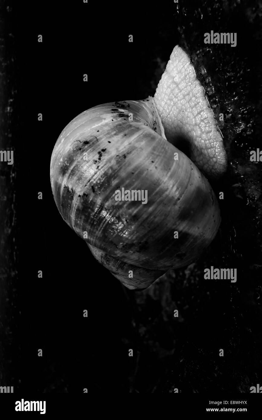 Snail attaccato a un albero Foto Stock