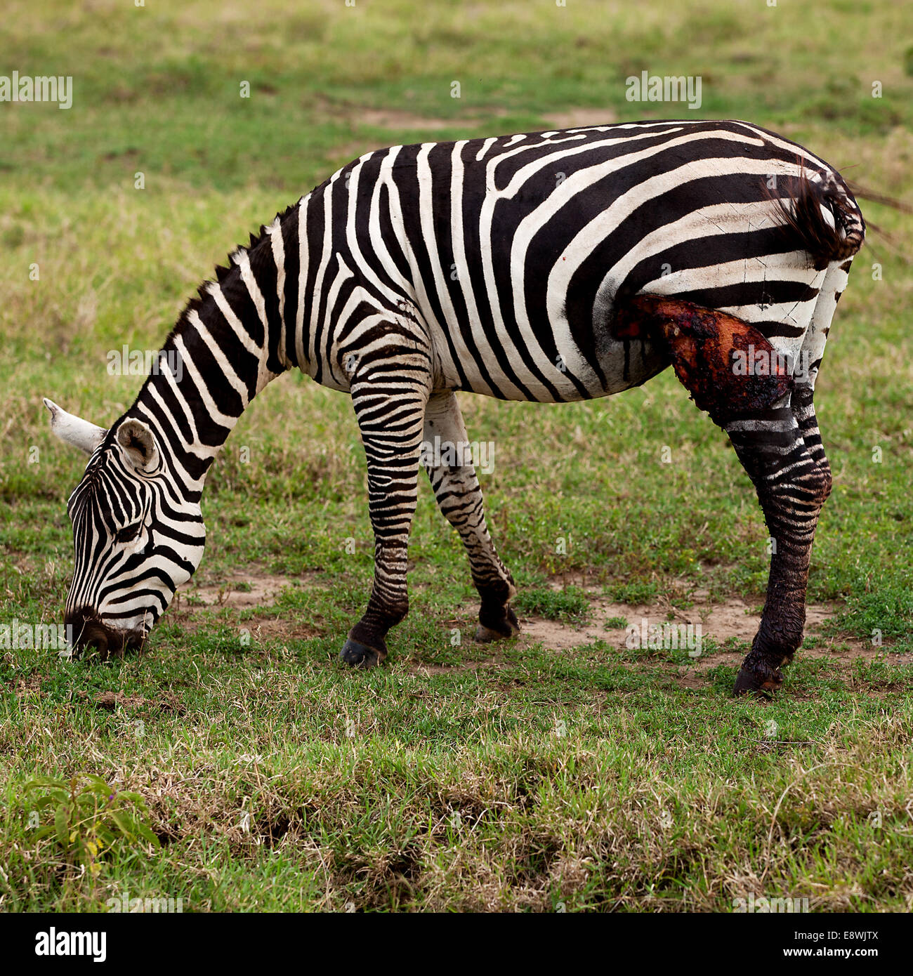 Ferito zebra africana nella prateria di mangiare Foto Stock