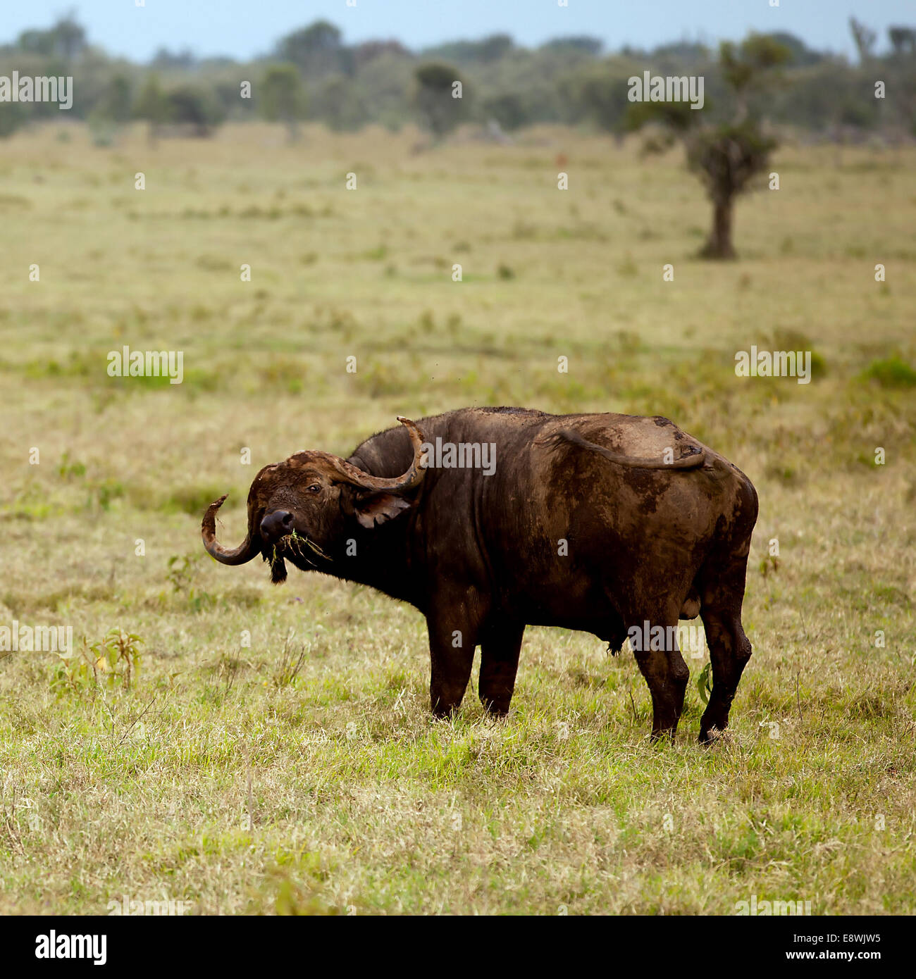 Due maschi africani il bufalo pascolano nei prati Foto Stock