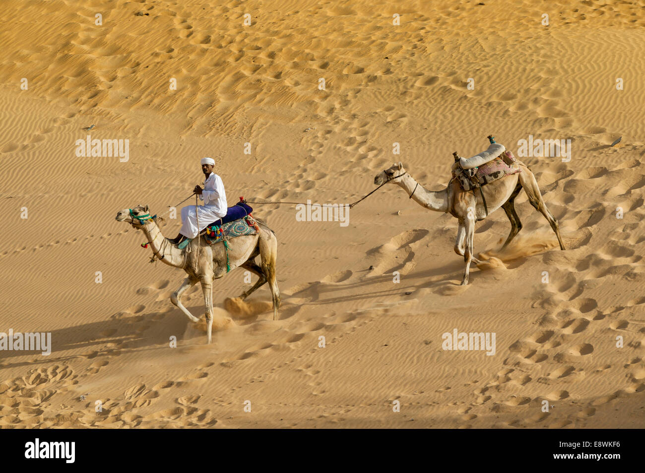 RIDER CON DUE cammelli nel deserto nubiano ASWAN EGITTO Foto Stock