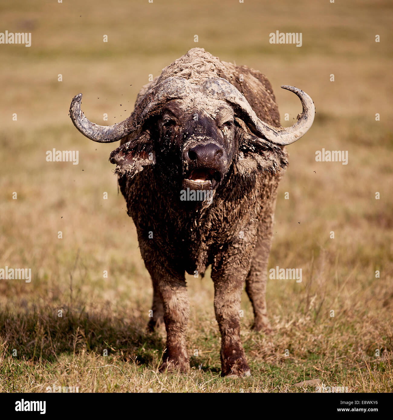 Maschio di bufalo africano guardando nella telecamera Foto Stock