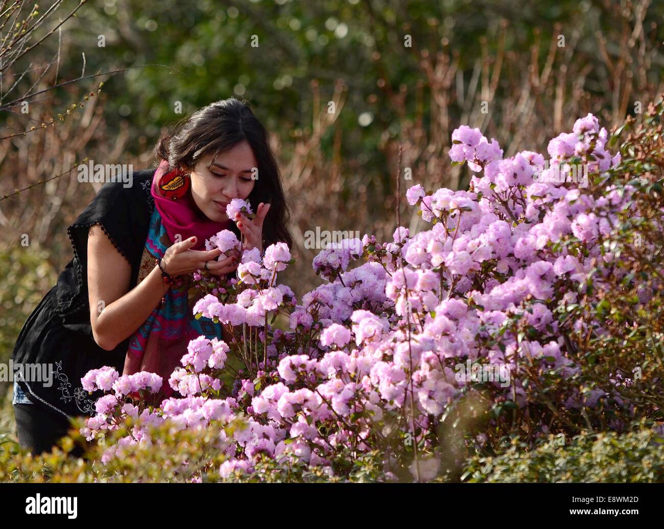 Studente Ritti Soncco ammira alcuni primavera sbocciano i fiori in Seaton Park, Aberdeen Foto Stock