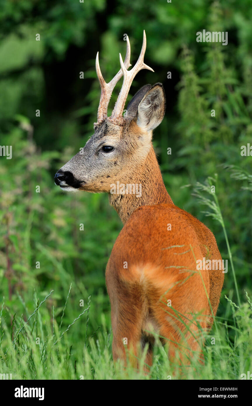 Il Capriolo - Capreolus capreolus Foto Stock