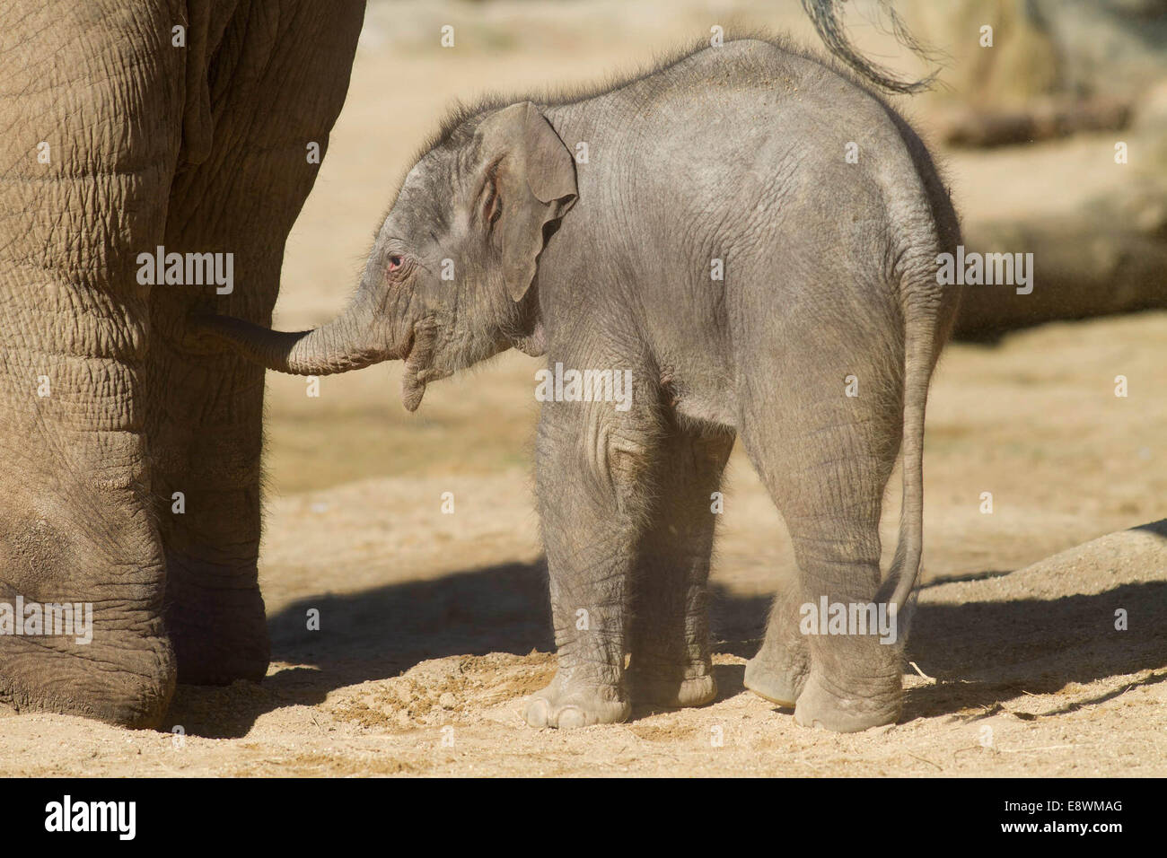 Un bambino elefante Asiatico va in piena vista del pubblico presso lo Zoo Twycross Foto Stock