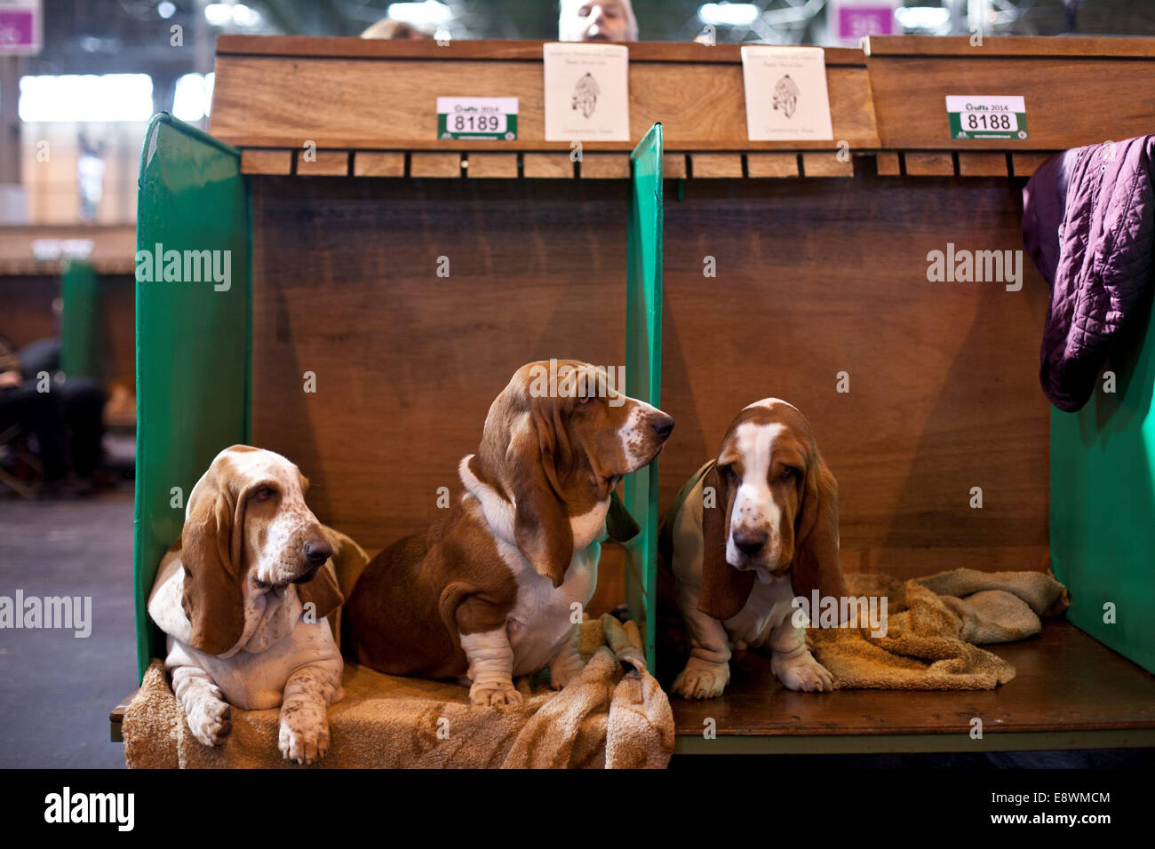 Vista generale di Crufts 2014 al NEC di Birmingham, UK. Il 7 marzo 2014. Foto Stock