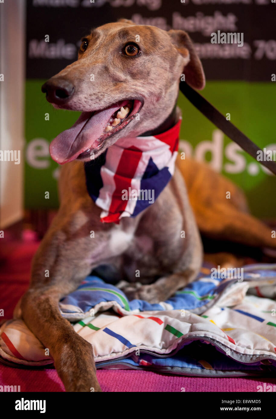 Vista generale di Crufts 2014 al NEC di Birmingham, UK. Il 7 marzo 2014. Foto Stock
