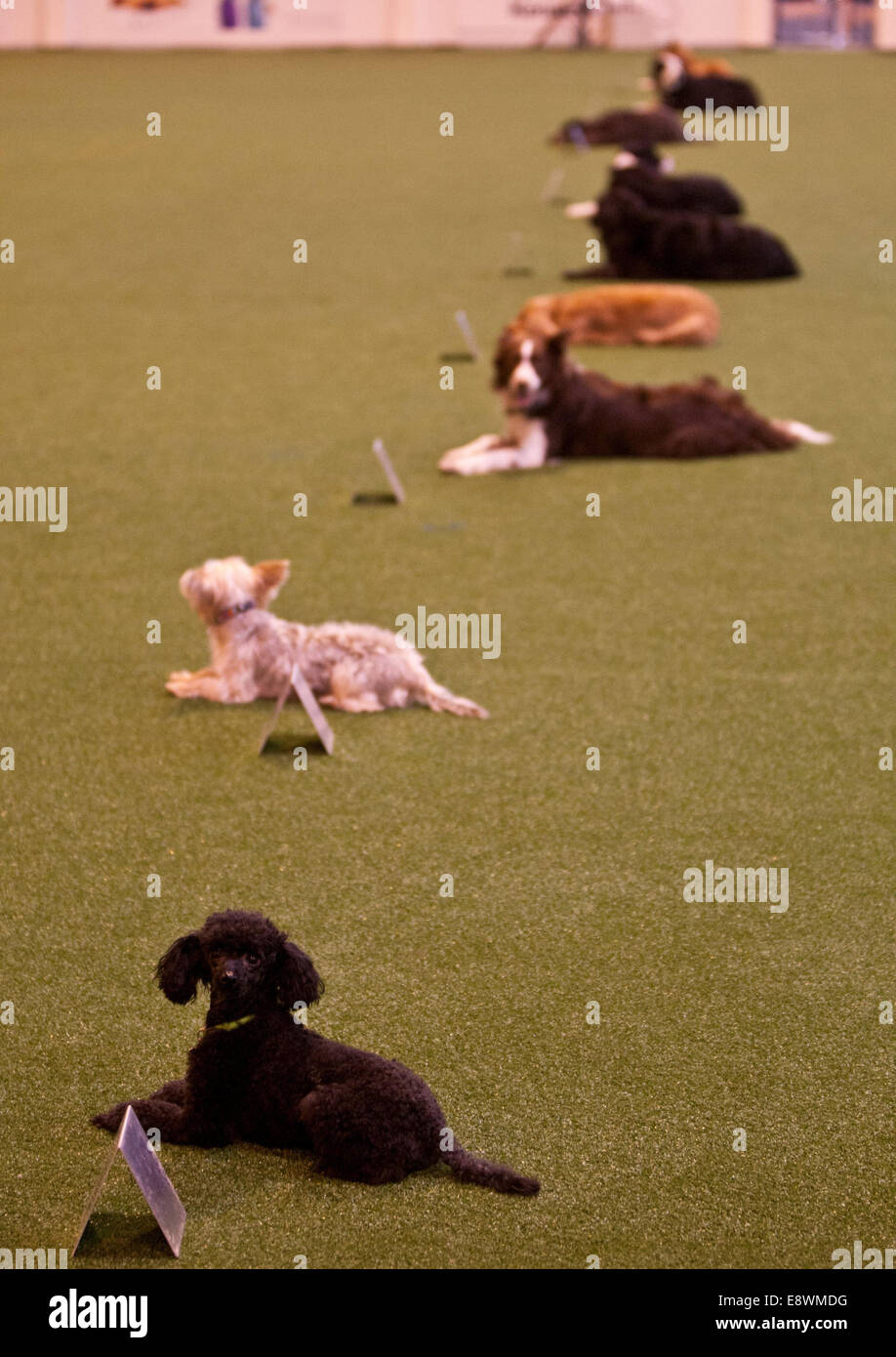 Una linea di cani di essere giudicato al Crufts 2014 al NEC di Birmingham. Il 7 marzo 2014. Foto Stock