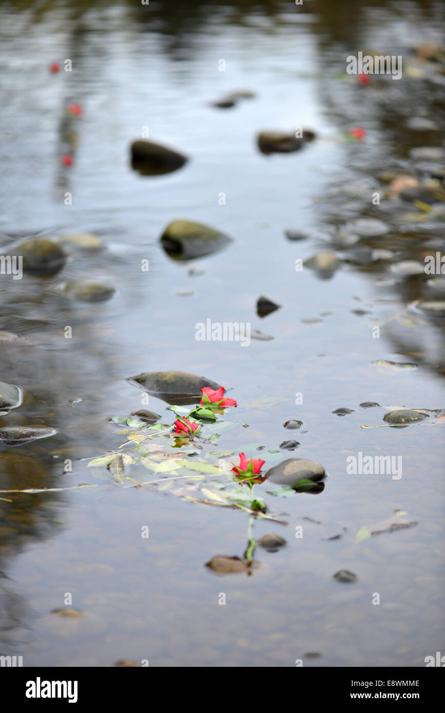 Rose galleggianti in un fiume Foto Stock