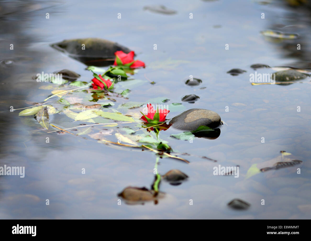 Rose galleggianti in un fiume Foto Stock