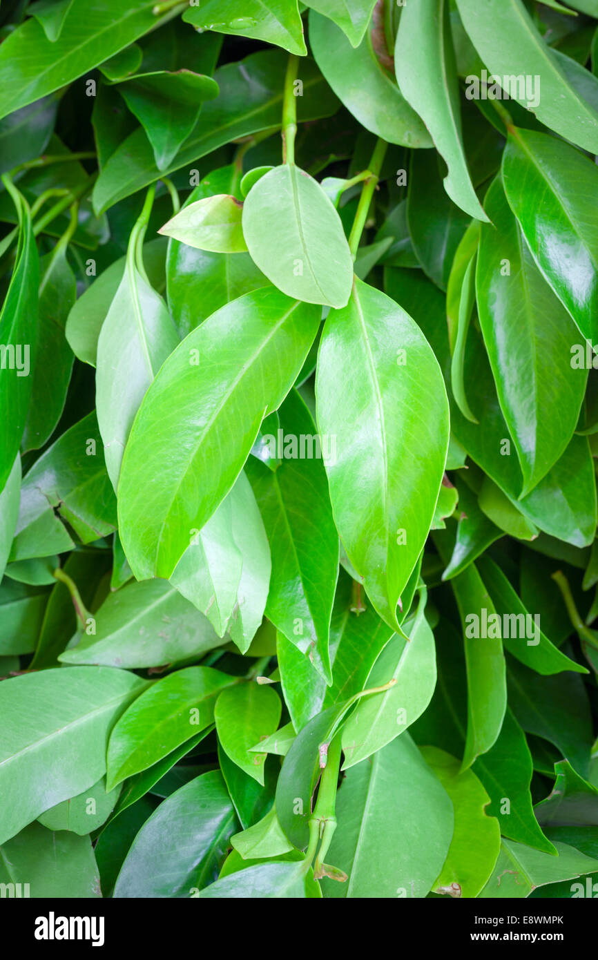 Alloro fresco foglie di alloro, Laurus nobilis Foto Stock