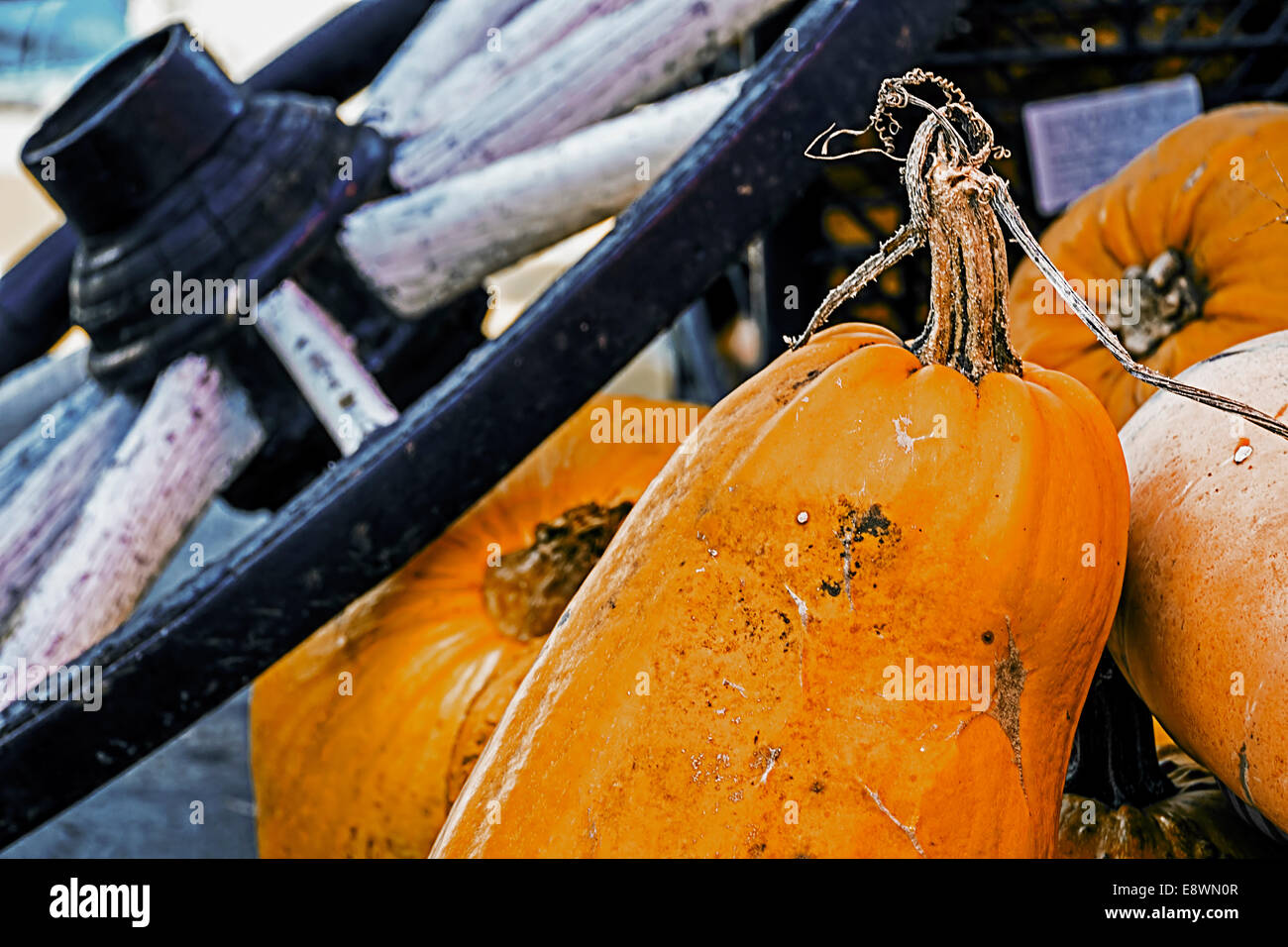 Zucche e appoggiate esposti ad una caduta in fiera. Foto Stock