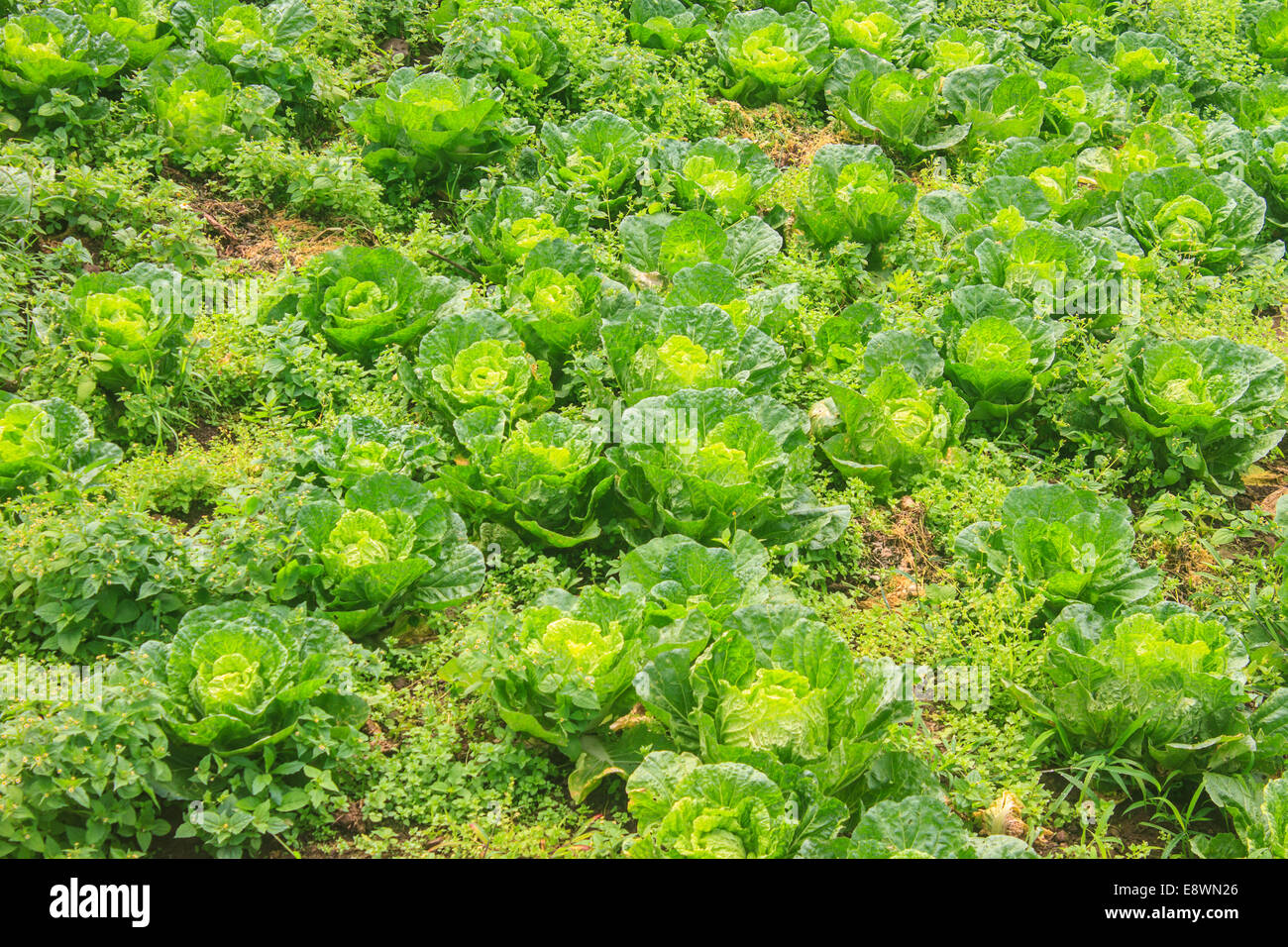 Cavolo cinese campo nel lato del paese Foto Stock