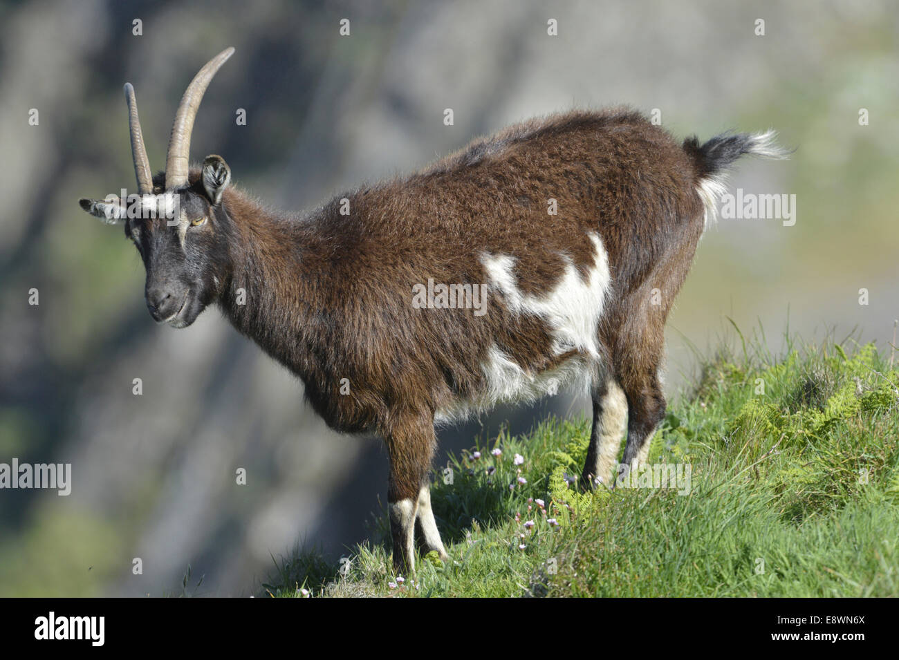 Capra - Capra hircus Foto Stock