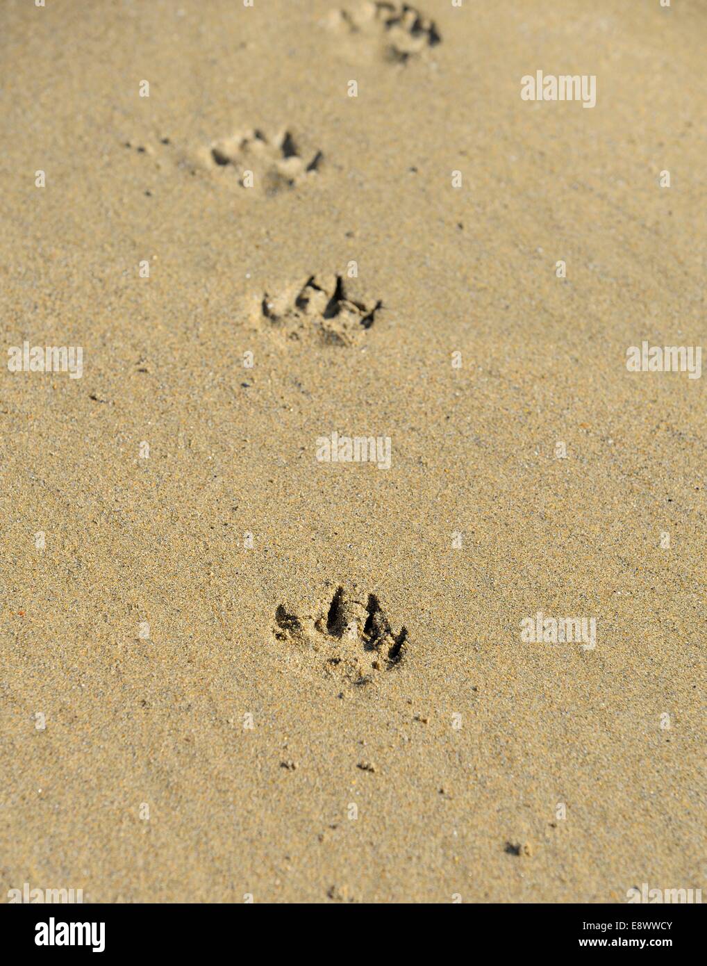 Footprint del cane su una spiaggia England Regno Unito Foto Stock
