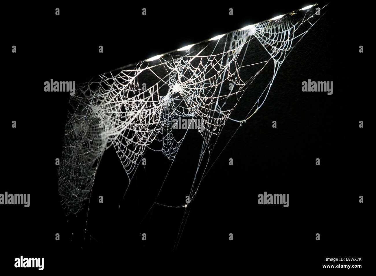 Ragnatela, appesi, a basso consumo energetico, LED, strada lampada, in caso di nebbia, Spider Foto Stock