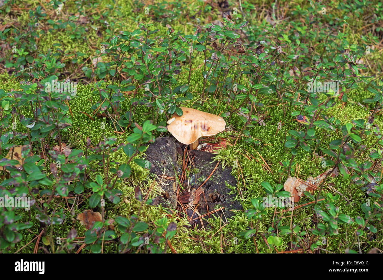 I funghi in autunno foresta vicino vecchio grigio scuro stub in legno e il verde muschio e cowberry. Foto Stock