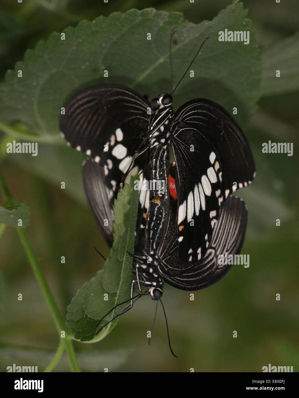 Comune maschio mormone (Papilio polytes) in posa su un fiore Foto Stock